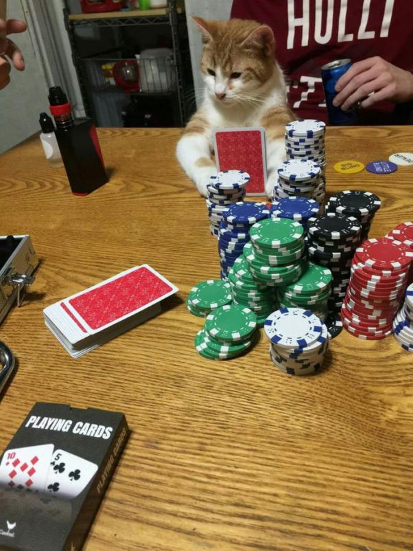 My Cat Playing Poker
