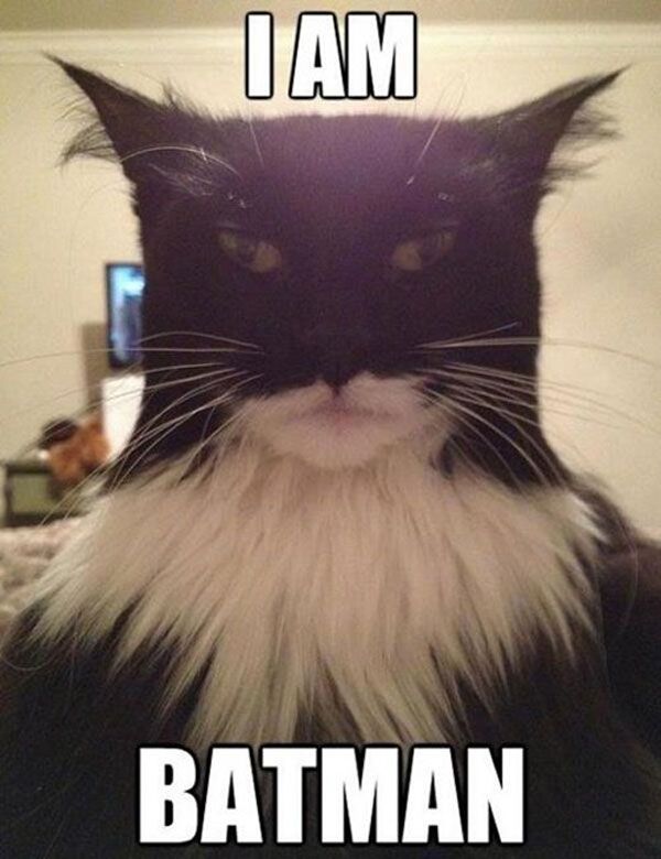 The Batcat