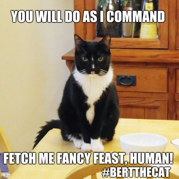Cat Commander